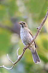 Lesser Antillean Saltator